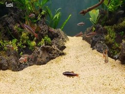 بیاموزید که چگونه به بهترین روش از شن و ماسه ،برای کف آکواریوم خود استفاده نمایید!