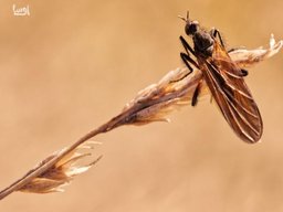 خداحافظی با آفات تابستانی! با 4 راهکار ساده، از شر حشرات خلاص شوید!