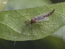 کنترل آفات با روش های ساختار محیط زیست: خداحافظی با سموم شیمیایی!