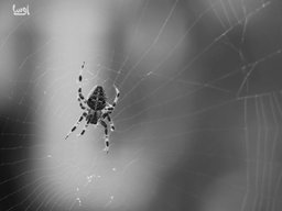 خداحافظی با آفات و حشرات بهاری! راهنمای کامل پیشگیری و کنترل