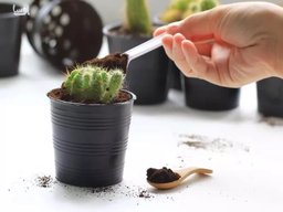 بهترین خاک و کود برای تقویت کاکتوس