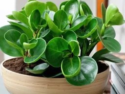 نکات پرورش گیاهان آپارتمانی