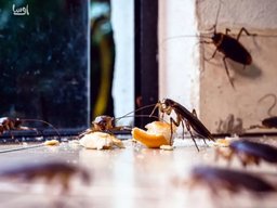 ۷ اشتباه رایج که خانه را پاتوق سوسک و مورچه می‌کند! (راه حل فوری اوسا)