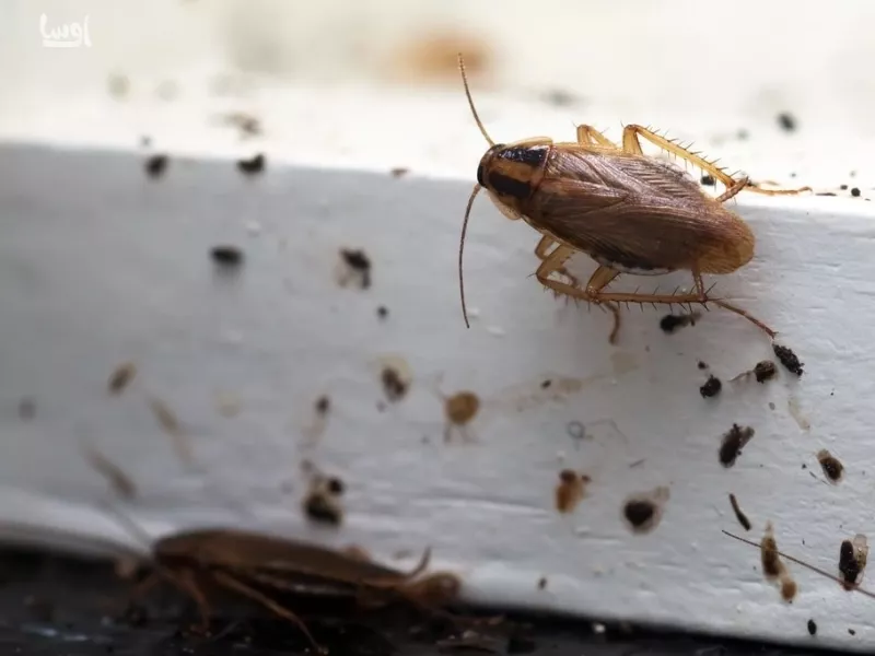 دور کردن سوسک از خانه